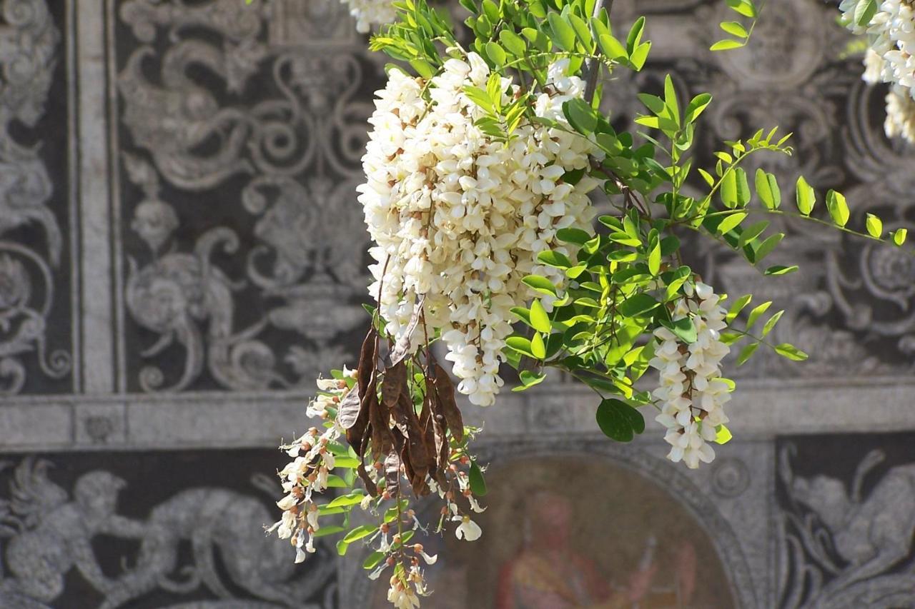 Acacia Firenze - Primula Appartement Buitenkant foto